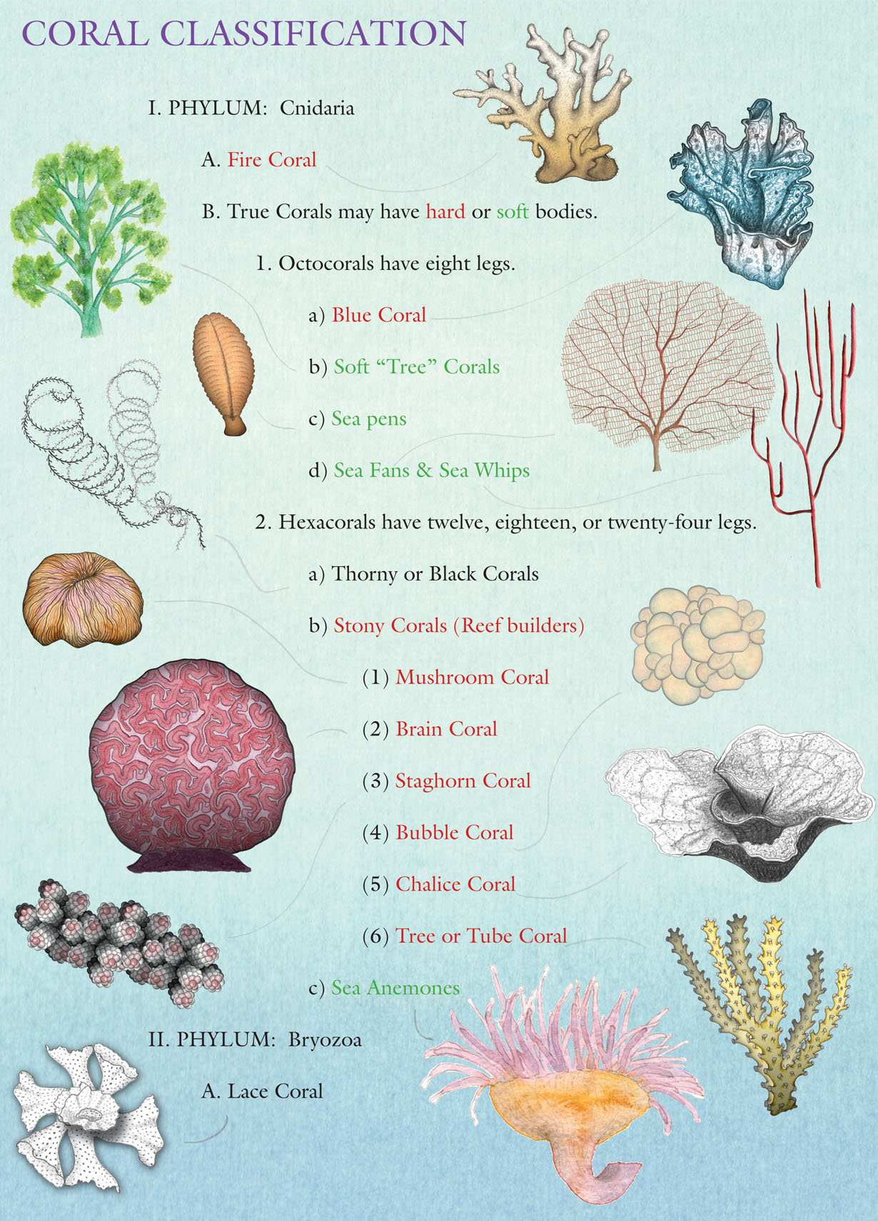 Coral Classification Chart