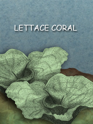 Lettace Coral