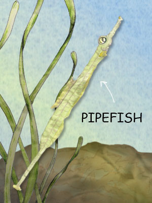 Pipefish