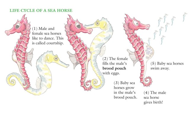 Sea Horse Life Cycle